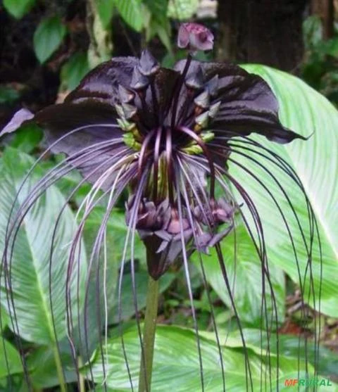 Sementes de Tacca Chantrieri, Flor Morcego Negra, Orquidea 435763