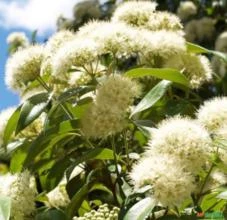 SEMENTES DE MURTA LIMÃO MELÍFERA DE EXCELÊNCIA PARA APICULTORES - BACKHOUSIA CITRIODORA