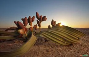 SEMENTES FRESCAS DE TUMBOA, WELWITSCHIA MIRABILIS - UM VERDADEIRO TESOURO DA NATUREZA