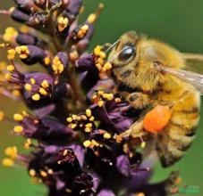 SEMENTES DE ARBUSTO DO MEL - AMORPHA FRUTICOSA MELÍFERA PARA APICULTURA