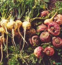 SEMENTES DE LEPIDIUM MEYENII, MACA PERUANA, GINSENG DOS ANDES,  DOS INCAS