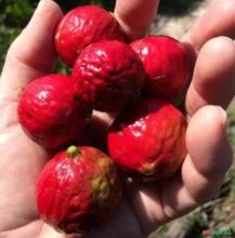 SEMENTES DE SÂNDALO AUSTRALIANO SANTALUM ACUMINATUM, FRUTOS DELICIOSOS, MADEIRA AROMÁTICA E RARA