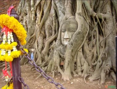 SEMENTES DE FIGUEIRA SAGRADA FICUS RELIGIOSA, MILENAR NA ARTE DO BONSAI, ORNAMENTAL E MEDICINAL