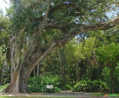 SEMENTES DE FIGUEIRA SAGRADA FICUS RELIGIOSA, MILENAR NA ARTE DO BONSAI, ORNAMENTAL E MEDICINAL