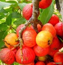 SEMENTES DE FIGO VERMELHO EM CACHOS FICUS RACEMOSA FRUTAS COMESTÍVEIS E MEDICINAL RÁPIDO CRESCIMENTO