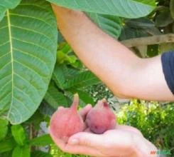 SEMENTES DE FIGO DA NOVA CALEDÔNIA FICUS HABROPHYLLA FRUTOS VERMELHOS MUITO RAROS E DELICIOSOS