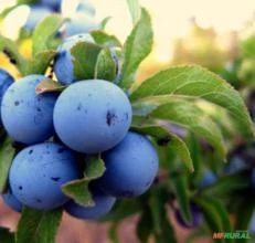 SEMENTES DE ABRUNHEIRO - PRUNUS SPINOSA, CEREJA SELVAGEM, FLORES COMESTÍVEIS E FRUTOS