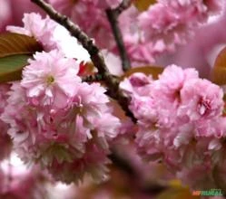 SEMENTES DE PRUNUS TRILOBA, FOR DE AMENDOA, FLORAÇÃO ESPETECULAR