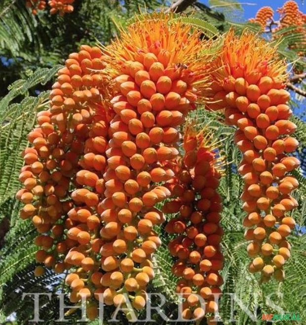 ÁRVORE GLORIOSA FLOR DO PARAÍSO - COLVILLEA RACEMOSA SEMENTES FRESCAS PARA MUDAS E JARDINS