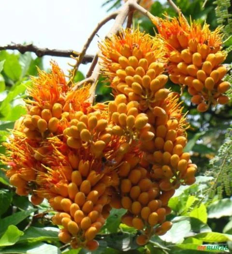 ÁRVORE GLORIOSA FLOR DO PARAÍSO - COLVILLEA RACEMOSA SEMENTES FRESCAS PARA MUDAS E JARDINS