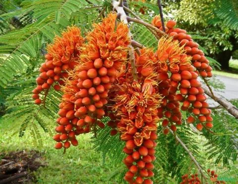 ÁRVORE GLORIOSA FLOR DO PARAÍSO - COLVILLEA RACEMOSA SEMENTES FRESCAS PARA MUDAS E JARDINS