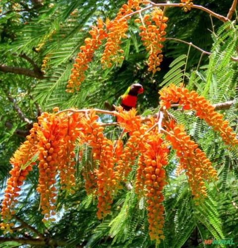 ÁRVORE GLORIOSA FLOR DO PARAÍSO - COLVILLEA RACEMOSA SEMENTES FRESCAS PARA MUDAS E JARDINS