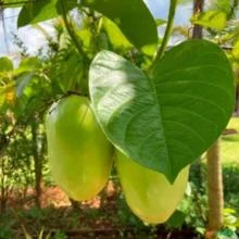 SEMENTES DE PASSIFLORA QUADRANGULARIS MARACUJÁ GIGANTE DOCE PARA MUDAS