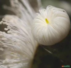 SEMENTES DE CORYMBIA EXIMIA NANA - EUCALIPTO ANÃO GOMA DOURADA MELÍFERA EXTRAORDINÁRIA P/ APICULTURA