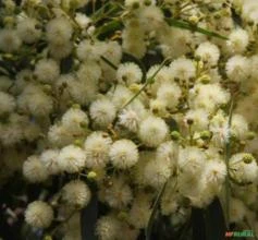 SEMENTES CORYMBIA MACULATA EUCALIPTO MANCHADO - MADEIRA DURÁVEL MELÍFERA P/APICULTURA E ORNAMENTAL