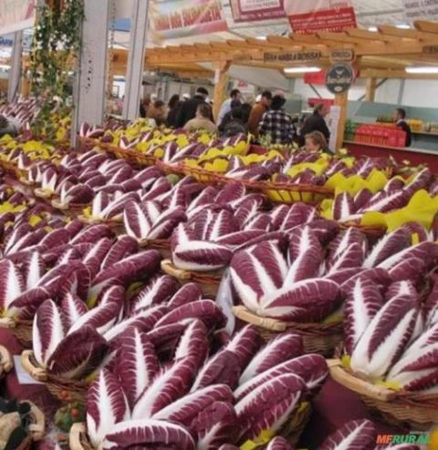 SEMENTES FRESCAS ENDÍVIA ITALIANA - CICHORIUM INTYBUS ROSSA DI TREVISO VARIEDADE PRECOCE E PRODUTIVA