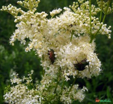 SEMENTES FRESCAS FILIPENDULA ULMARIA (SPIRRAEA ULMARIA)-HIDROMEL ERVA ULMEIRA MELÍFERA P/ APICULTURA