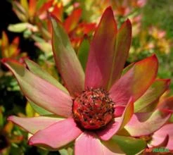 SEMENTES FRESCAS DE PROTEA ARBUSTO DO SOL - LEUCADENDRON SESSILE, FLORES DE LONGA DURAÇÃO AROMÁTICAS