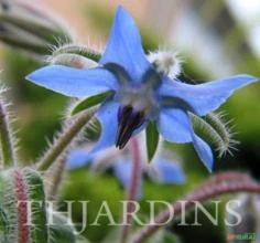 SEMENTES DE BORAGO BORRAGEM FLOR DA ALEGRIA, BORRAGO OFFICINALIS ERVA MEDICINAL E FLORES COMESTÍVEIS