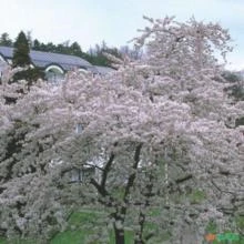 SEMENTE DE PRUNUS YEDOENSIS CEREJEIRA ORNAMENTAL CEREJEIRA DO JAPÃO, CEREJA YOSHINO MUITO RARA