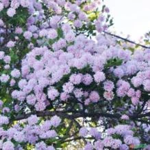 SEMENTES DE ÁRVORE POMPOM (RARA) - DAIS COTINIFOLIA, MAGNÍFICA FLORAÇÃO NO SEU 2º ANO EM CULTIVO