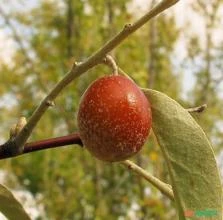 SEMENTES AZEITONA RUSSA OLIVEIRA DO PARAÍSO ELAEAGNUS ANGUSTIFOLIA FRUTO DELICIOSO MEDICINAL E RARO