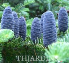 SEMENTES ABIES KOREANA ABETO DA CORÉIA,TOLERANTE AO CALOR, UM DIAMANTE, CORINGA, PRÊMIO EM AQUISIÇÃO