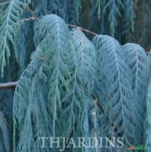 SEMENTES DE CIPRESTE CASCATA AZUL, CIPRESTE DE KASHMIR - CUPRESSUS CASHMERIANA - CONÍFERA ORNAMENTAL