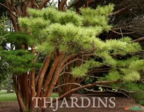 SEMENTES DE PINUS DENSIFLORA PINHEIRO JAPONÊS VERMELHO CONÍFERA MTO EXPLORADA NA ARTE DO BONSAI