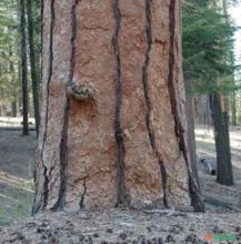 SEMENTES FRESCAS DE PINUS PONDEROSA PINHEIRO BLACKJAKS IMPORTANTE ÁRVORE MADEREIRA E MEDICINAL