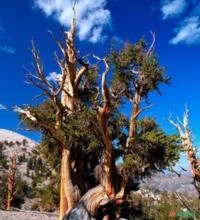 SEMENTES FRESCAS PINUS ARISTATA PINUS BRISTLECONE BONSAI, ORNAMENTAL, UM MONUMENTO VIVO ENTRE OUTROS