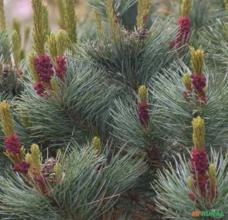 SEMENTE DE PINUS PUMILA - PINHEIRO ANÃO - COMESTÍVEL, ORNAMENTAL, BONSAI