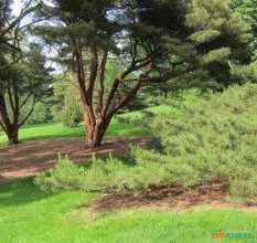 SEMENTES DE PINUS TABULIFORMIS PINHEIRO VERMELHO MADEIREIRA MUITO RARA E DE RÁPIDO CRESCIMENTO