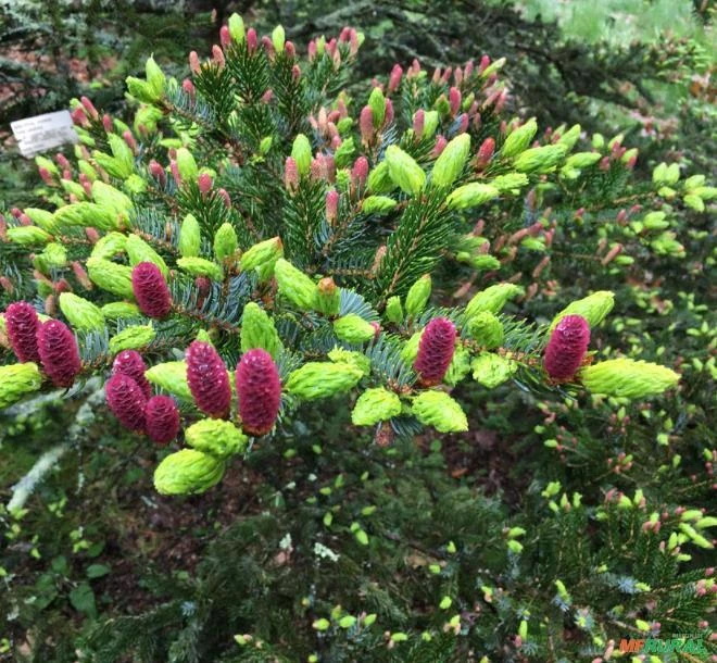 SEMENTES DE PICEA JEZOENSIS PINHEIRO ABETO JEZO MADEIREIRA, ORNAMENTAL PARA JARDINS E ARTE DO BONSAI