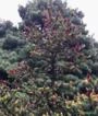 SEMENTES DE PICEA JEZOENSIS PINHEIRO ABETO JEZO MADEIREIRA, ORNAMENTAL PARA JARDINS E ARTE DO BONSAI