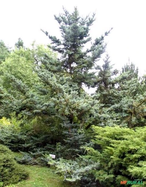 SEMENTES DE PICEA JEZOENSIS PINHEIRO ABETO JEZO MADEIREIRA, ORNAMENTAL PARA JARDINS E ARTE DO BONSAI