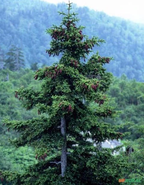 SEMENTES DE PICEA JEZOENSIS PINHEIRO ABETO JEZO MADEIREIRA, ORNAMENTAL PARA JARDINS E ARTE DO BONSAI