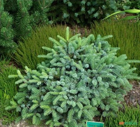 SEMENTES DE PICEA JEZOENSIS PINHEIRO ABETO JEZO MADEIREIRA, ORNAMENTAL PARA JARDINS E ARTE DO BONSAI