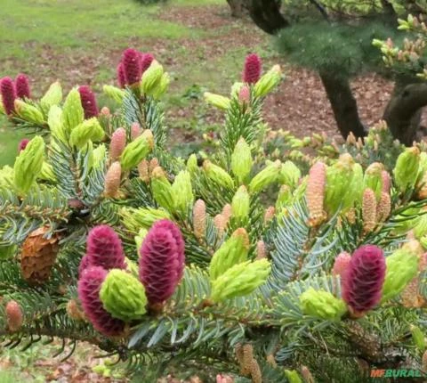 SEMENTES DE PICEA JEZOENSIS PINHEIRO ABETO JEZO MADEIREIRA, ORNAMENTAL PARA JARDINS E ARTE DO BONSAI