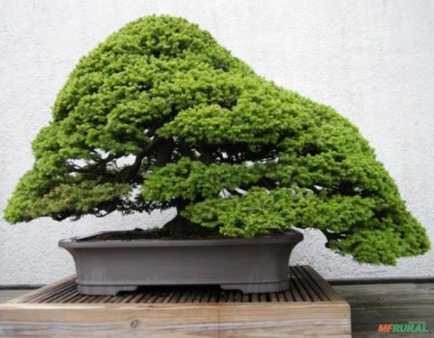 SEMENTES DE PICEA JEZOENSIS PINHEIRO ABETO JEZO MADEIREIRA, ORNAMENTAL PARA JARDINS E ARTE DO BONSAI