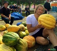 SEMENTES FRESCAS DE MELÃO GIGANTE ZUGDIDI POR JOSEPH SIMCOX UM VERDADEIRO TESOURO