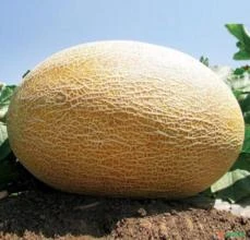 SEMENTES MELÃO GIGANTE ARMÊNIO MELÃO PERSA DELICIOSO ALTO RENDIMENTO COM PESO EXTRAORDINÁRIO