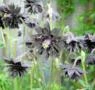 SEMENTES RARÍSSIMAS DE AQUILEGIA VULGARIS VAR. STELLATA NORA BARLOW BLACK, COLUMBINA NEGRA