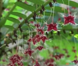 SEMENTES FRESCAS DE PHYLLANTHUS PULCHER, ARBUSTO GROSELHA DA TAILÂNDIA - ERVA MEDICINAL E ORNAMENTAL