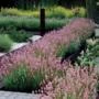 SEMENTES DE LAVANDA ANGUSTIFOLIA ROSEA (LAVANDA INGLESA PINK) FLORAÇÃO ROSA BELÍSSIMA E MUITO RARA