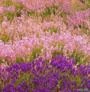 SEMENTES DE LAVANDA ANGUSTIFOLIA ROSEA (LAVANDA INGLESA PINK) FLORAÇÃO ROSA BELÍSSIMA E MUITO RARA