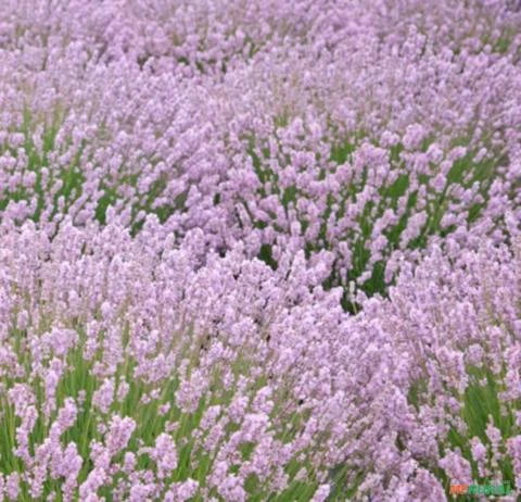 SEMENTES DE LAVANDA ANGUSTIFOLIA ROSEA (LAVANDA INGLESA PINK) FLORAÇÃO ROSA BELÍSSIMA E MUITO RARA