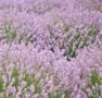 SEMENTES DE LAVANDA ANGUSTIFOLIA ROSEA (LAVANDA INGLESA PINK) FLORAÇÃO ROSA BELÍSSIMA E MUITO RARA