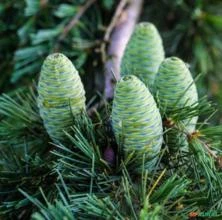 SEMENTES FRESCAS CEDRUS DEODARA - CEDRO DO HIMALAYA MADEIREIRA COSMÉTICO PERFUMARIA INSETICIDA