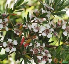 SEMENTES DE LEPTOSPERMUM GRANDIFLORUM ÁRVORE DE CHÁ FLORES GRANDES DO OUTONO APICULTURA